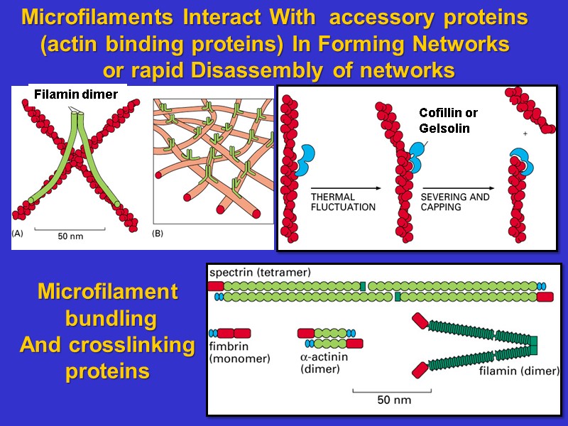 Microfilaments Interact With accessory proteins (actin binding proteins) In Forming Networks Microfilaments Interact With accessory proteins (actin binding proteins) In Forming Networks